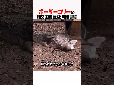 ボーダーコリーの取扱説明書　ボーダーコリー ボーダーコリーのいる生活 ボーダーコリーと暮らす 犬動画 犬好きさんと繋が… サムネイル