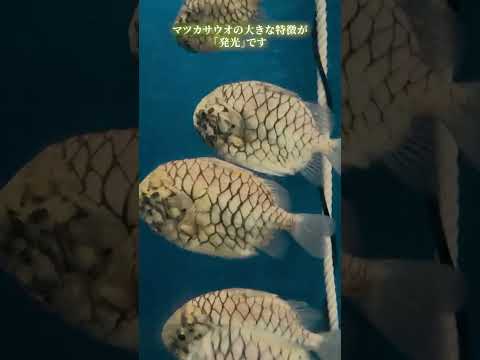 【魚津水族館】魚津水族館が世界で初めて発光を発見！アゴが光る「マツカサウオ」✨shorts サムネイル