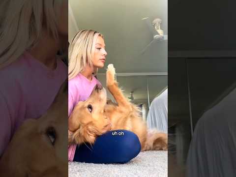 coming home to my golden retriever🥵 goldenretreiver dog ind…