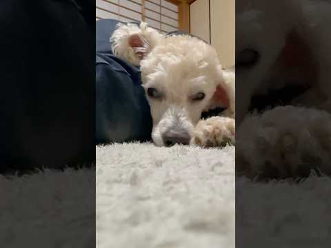 shorts 眠い💤💤タローちゃん　トイプードル　2026年3月23日