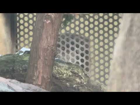 バックヤードから覗くアブリコースちゃん　マヌルネコ　那須どうぶつ王国にて　2026年1月11日 サムネイル