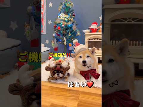 クリスマス準備🎄🐶✨柴犬 チワワ shorts サムネイル