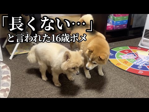 「長くない」と言われた16歳ポメ、柴犬と娘達で距離を置き見守った結果…