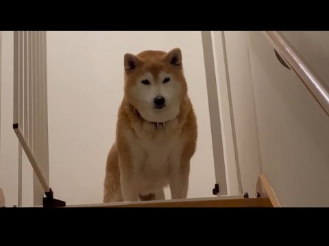 柴犬福 兄を出迎える柴犬🤣Brother and Shiba🤣 サムネイル