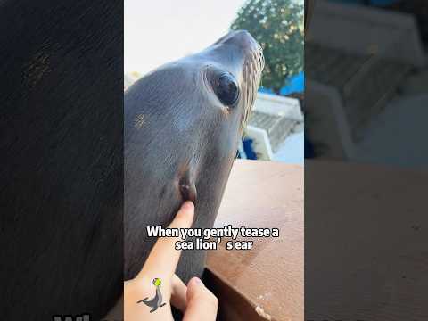 Tickle a Sea Lion’s Ears. What Happens?animals pets shortfe… サムネイル