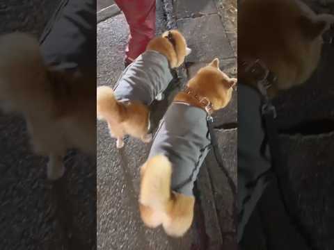 柴犬福 先輩と双子コーデした時の柴犬【懐かし動画】🤣Shiba-Friend🤣japanesedog shorts 柴… サムネイル