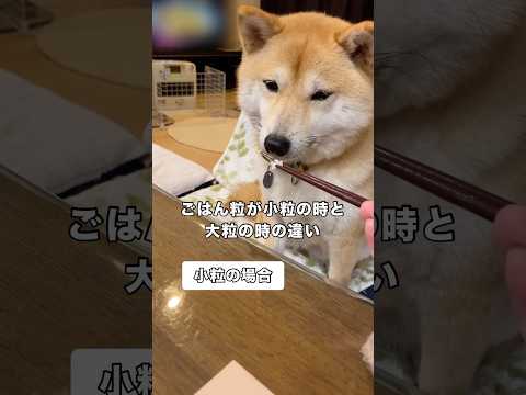 ごはんが小粒の時と大粒の時で柴犬の反応は変わるのか？ 柴犬 お米 shorts