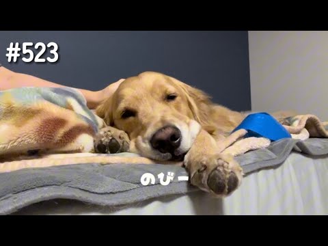 ため息つきながら伸びるモンちゃん【ゴールデンレトリバー】 サムネイル