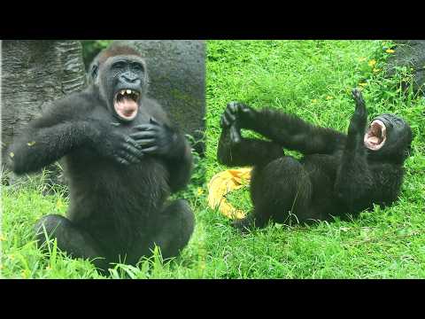 Jabali and Ringo had a blast playing in the rain金剛猩猩Jabali在… サムネイル