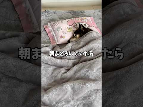 穏やかな朝…黒柴🐕を待っていたのは… サムネイル