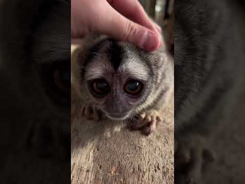 年始からかわいいヨザルのよっちゃん♪shorts かわいい cute サムネイル