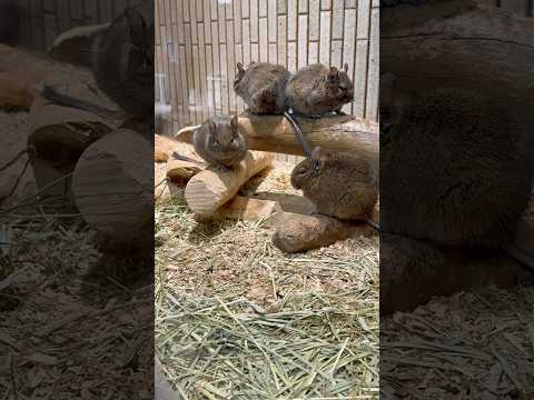 shorts エ⁈撮影対応🫢⁈  デグー　上野動物園にて　2026年2月6日 サムネイル