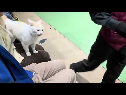 タルトくんのお膝サンポ🐾　なかなか見れない猫によるショー ザ・キャッツ　那須どうぶつ王国にて　2026年3月1日 サムネイル