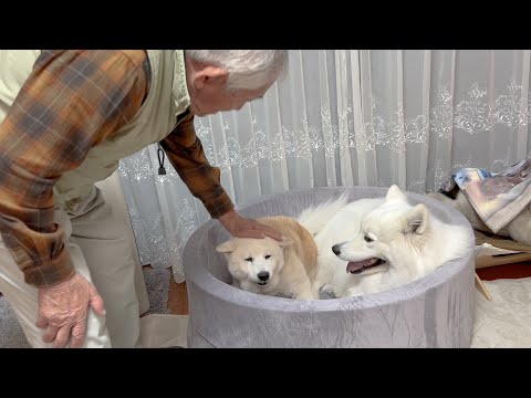 初雪が降った日、寒すぎてお互い寄り添い合って寝る柴犬とサモエドと温かいミルフィーユ鍋を囲む幸せ サムネイル