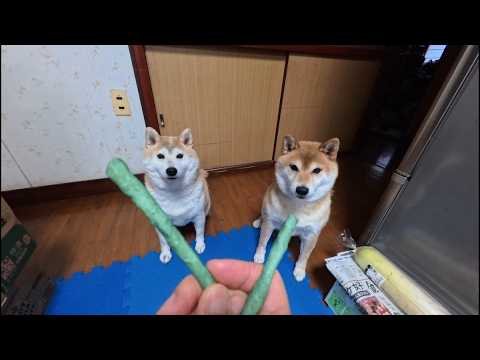 2026年2月20日(金) ハミガキガムのお迎えに来るモチモチな皆さん サムネイル