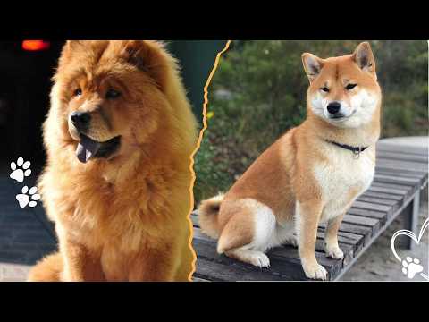 Top 4 Dog Breeds Harder to Train Than the Belgian Malinois サムネイル