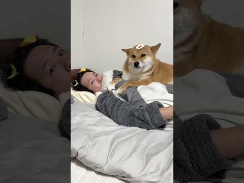 前回の続き。　柴犬 shorts サムネイル