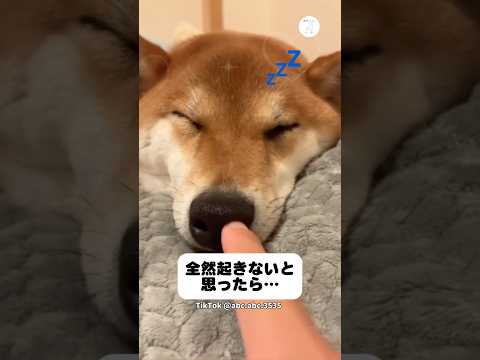 全然起きないと思ったら噛まれた…😂　柴犬　犬　面白い　犬のいる暮らし かわいい犬 サムネイル