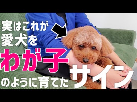 【飼い主必見】わが子のように育てた犬の特徴 サムネイル