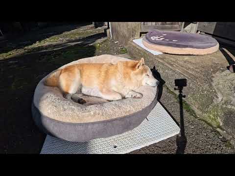 だんだんお醤油をかけた大根おろしに見えてくるお昼寝モモさん サムネイル