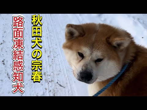 秋田犬宗春の新しい特技！？路面凍結感知犬とは？ サムネイル