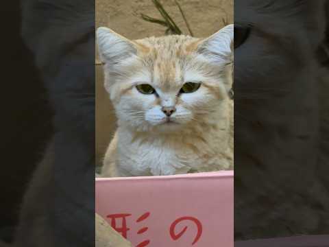 shorts 起きたアミーラちゃん　スナネコ　埼玉県こども動物自然公園 サムネイル