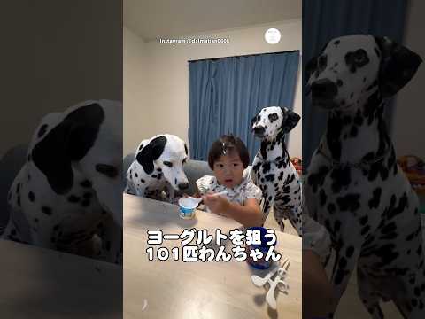 ヨーグルトを狙うダルメシアン。子どもの周りが101匹わんちゃん状態に　ダルメシアン　101匹わんちゃん 犬　いぬ　かわ… サムネイル