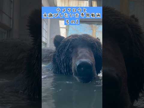 エゾヒグマのウメタロウと水遊びしたい方専用動画その2 東武動物公園 動物 癒し かわいい zoo animals 動物… サムネイル