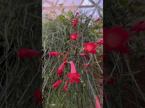 shorts 花丁子かな？　神戸どうぶつ王国にて　2025年12月26日 サムネイル