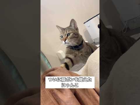 最近肩ポンを覚えて乱用しまくる構って猫 キジトラ きじとら猫 家猫 shorts サムネイル