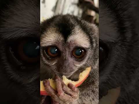 りんごを美味しそうに頬張るヨザルのよっちゃん♪shorts おばあちゃん 動物 サムネイル