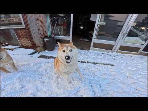 雪玉キャッチに燃えるモモさん サムネイル