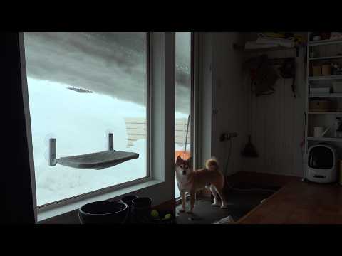 大雪すぎて屋根がとんでもないことになってました。。 サムネイル