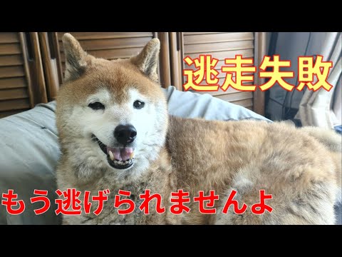 【1070】ちょこ嬢の近況報告でございます サムネイル