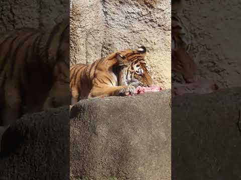 shorts まったりサーシャちゃん　アムールトラ🐯　浜松市動物園　2026年2月14日 サムネイル