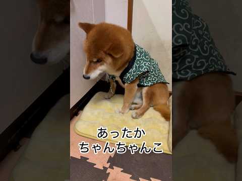 ’25.12.31 力丸のちゃんちゃんこ… 柴犬 shibainu 柴犬のいる暮らし 柴犬の日常 犬の服 眠い犬 力丸 サムネイル