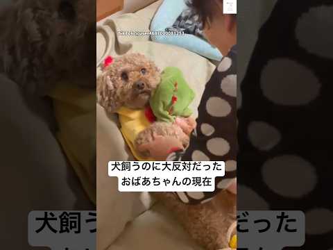 まさかの現在、犬飼うのに大反対だったおばあちゃん　　　トイプードル　犬　おばあちゃん 犬のいる暮らし 面白い サムネイル