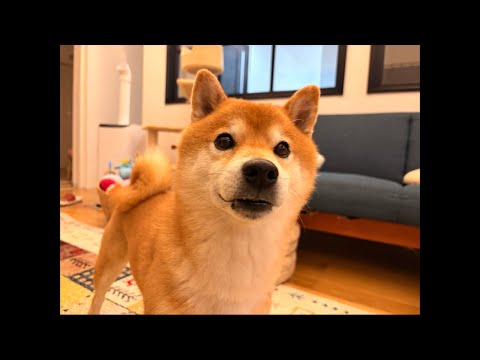 子猫くまきちなど最近のことについて サムネイル