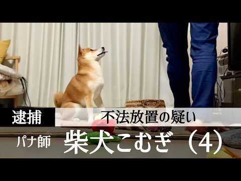 柴犬、完全に言い逃れ不可。逮捕の瞬間【一気見】 サムネイル