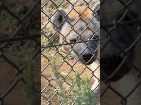 shorts エサンドワちゃん　ブチハイエナ　千葉市動物公園にて　2026年2月23日 サムネイル