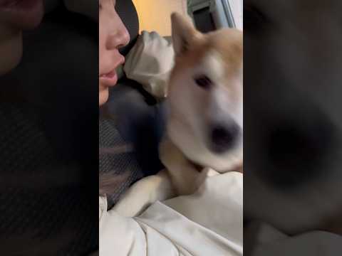 柴犬福 姉の前で姉ルギー疑惑の柴犬🤣Sister and Shiba🤣姉と柴 shorts funny funnydo… サムネイル