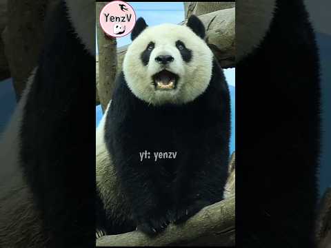 看🐼仔仔吃紅蘿蔔好療癒😍 panda taipeizoo 圓仔 台北市立動物園 cuteanimals サムネイル