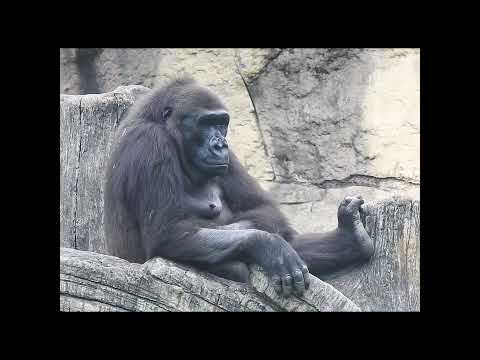 gorilla Iriki 15y4m old shorts.I坐棲架上休息 5-11 サムネイル