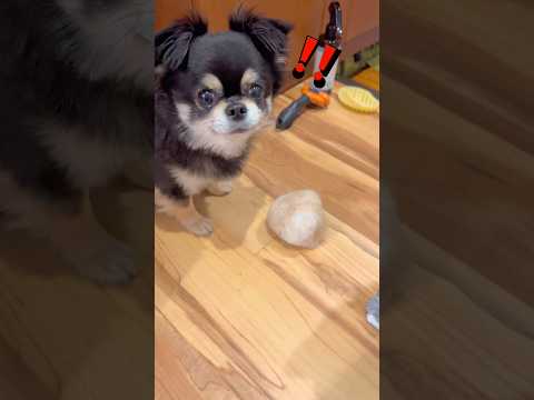 ポンボール⁉️🐶柴犬 チワワ shorts