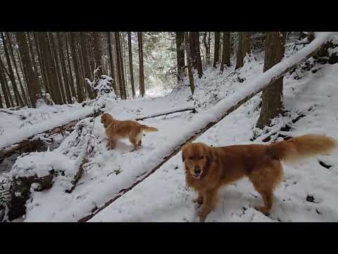林の日陰は雪も気持ち良くて、ゴールデンレトリバーの御一行もテンション高い目。 サムネイル