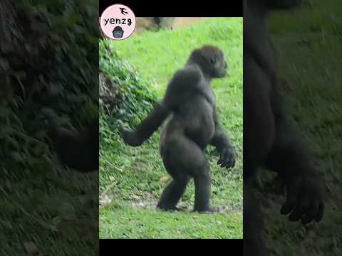 Gorilla dancing 🤣 taipeizoo 金剛猩猩 台北市立動物園 funnyanimals cutea… サムネイル