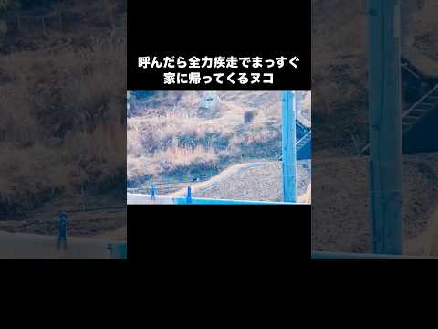どんなに遠く離れていても名前呼んだら全力疾走で戻ってくる猫 猫 愛猫 ハチワレ shorts サムネイル
