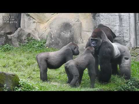 Gorilla Tayari 麻布袋 /Jabali Ringo回室內拿菜餅乾/Jabali Tayari追D'jee…