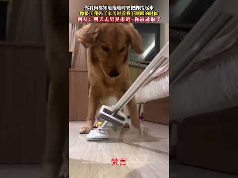 你看狗都知道拖地時要把腳抬起來 像極了我媽乾家務時看我不順眼的時候  狗狗 萌寵 有趣 dog pets funny… サムネイル