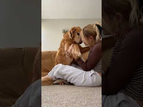 coming home to my golden retriever🥵 goldenretreiver dog ind… サムネイル